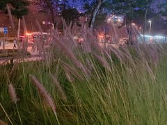 -四季合味椰子鸡(南山大冲店)