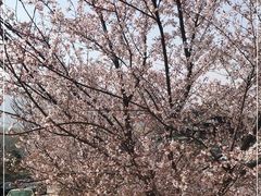 -樱花山风景区