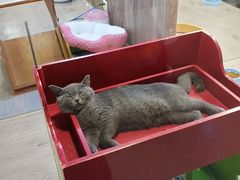 -宠物世家(仲盛世界商城店)