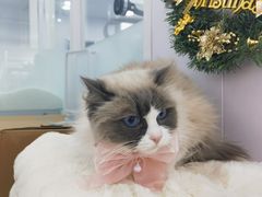 -爱洗澡的猫(望京店)
