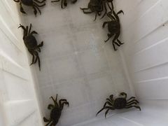 -阳澄湖大闸蟹·琼灵阁牌品牌连锁(吴中总店)