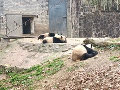 -都江堰中华大熊猫苑