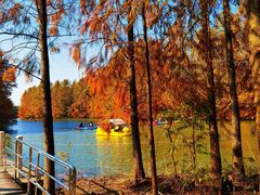 -上海海湾国家森林公园