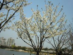 CIMG1417-新江湾城公园