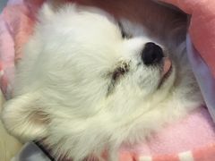 -芭比堂动物医院·24小时·眼科中心(深圳中心)