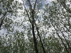 -合肥滨湖国家森林公园