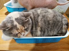 -藦茜花园宠物主题亲子互动体验馆(国顺东路店)