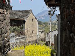 -桑洲油菜花景区