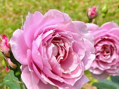 -人民公园(罗湖区)