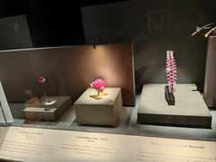 -美国自然历史博物馆