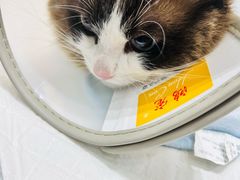 -派特宠物医院(圆融广场店)