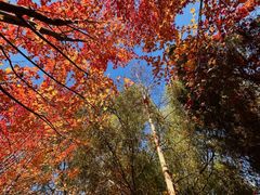 -长白岛森林公园