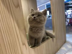 -屋虎猫馆(宝安大仟里店)