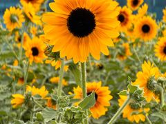 -海心沙亚运公园