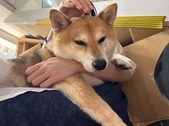 -是阿柴呀！柴犬咖啡·爱喵喵猫咖