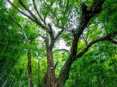 -苏家围·东江画廊旅游景区