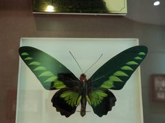 -上海昆虫博物馆