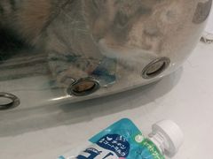 -关爱宠物医院·猫科中心·消化科(滨湖万达分院)