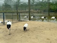 -盐城丹顶鹤湿地生态旅游区