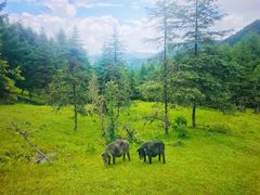 -硗碛藏寨·神木垒景区