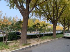 -三里屯东五街银杏大道