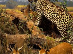 -陕西自然博物馆