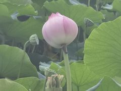 -莲花池公园