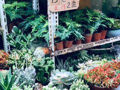 -万商花鸟市场