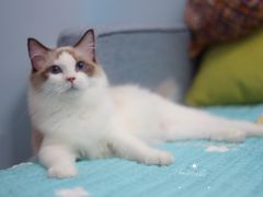 -Bastet sally猫舍购宠(静安店)