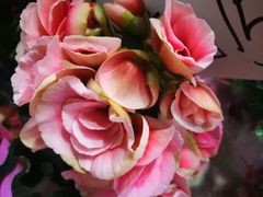 -三旗百汇商品城