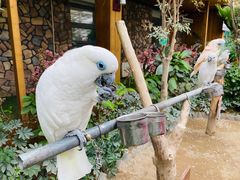 -南宫五洲植物乐园