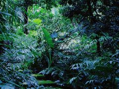 -深圳仙湖植物园