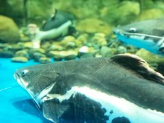 -梦幻海洋王国(吾悦广场张家港店)
