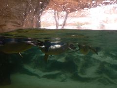 -悉尼海洋生物水族馆