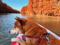 -上海海湾国家森林公园