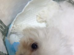 -瑞派宠物医院·24小时骨科·心脏·核磁(哈尔滨南岗店)