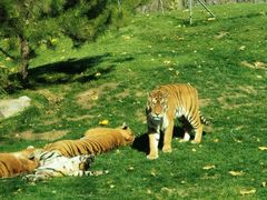 -北京野生动物园