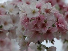 -天适樱花悠乐园