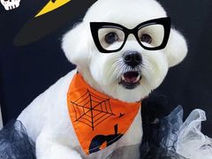 -萌宠之家·腊肠犬·马尔泰·小体犬舍