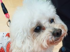 -瑞派·关忠动物医院·猫专科·犬专科(三环新城店)