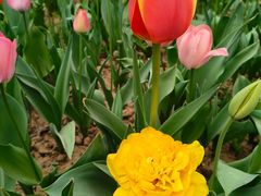 -洛阳郁金香牡丹园