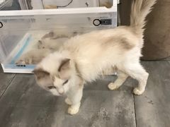-楼上猫咖(罗湖店)