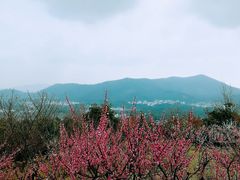 景点-大阳山国家森林公园