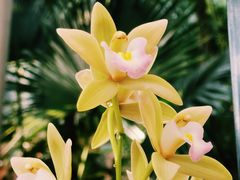 -北京植物园-展览温室