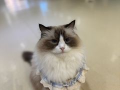 -藏猫猫咖啡主题馆(中央大道店)