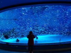 -上海海昌海洋公园-停车场