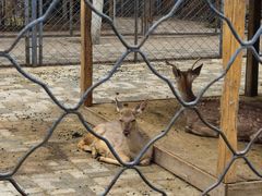 -长白岛森林公园