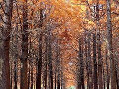 -上海佘山国家森林公园天马山园