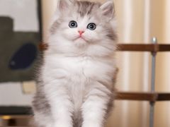 -小猫来了·猫舍(红山六九七九店)