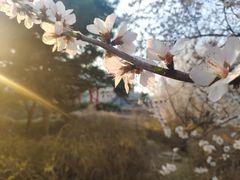 -长安寺